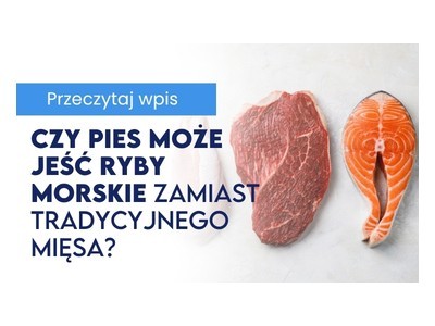 Czy pies może jeść ryby morskie zamiast tradycyjnego mięsa 