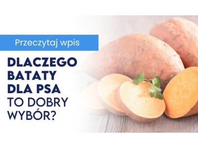  Czym zastąpić zboża w misce i dlaczego bataty dla psa to dobry wybór? 