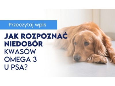 Jak rozpoznać niedobór kwasów Omega 3 u psa 