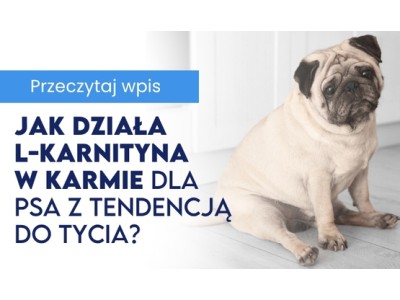 Jak działa L-karnityna w karmie dla psa z tendencją do tycia 