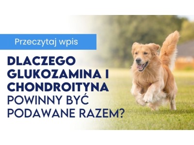 Dlaczego glukozamina i chondroityna dla psa powinny być podawane razem?