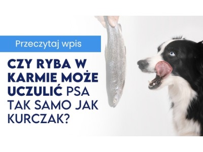 Czy ryba w karmie może uczulić psa tak samo jak kurczak? 