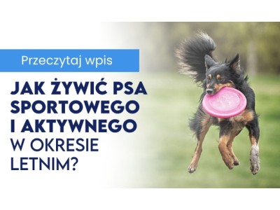 Jak żywić psa sportowego i aktywnego w okresie letnim