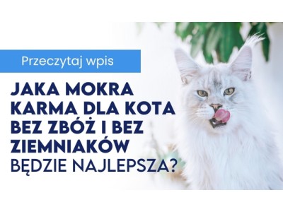 Jaka mokra karma dla kota bez zbóż i bez ziemniaków będzie najlepsza