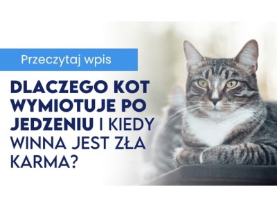 Dlaczego kot wymiotuje po jedzeniu i kiedy winna jest zła karma