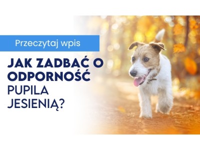 Prawidłowa dieta na chłodne dni. Jak zadbać o odporność pupila jesienią? 