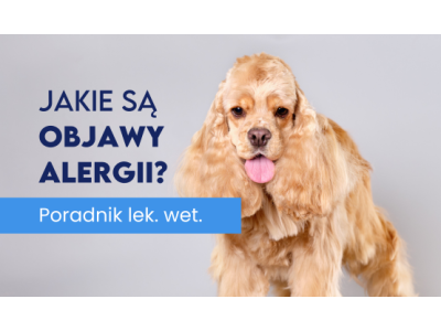 Objawy alergii u psów