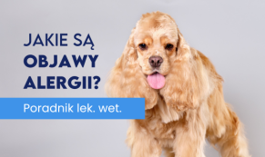 Objawy alergii u psów