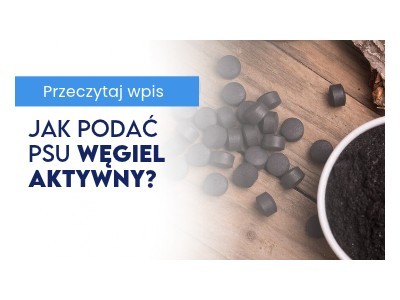 Jak podać psu węgiel aktywny?