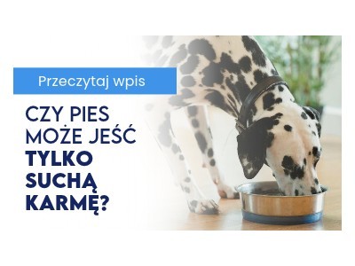 Czy pies może jeść tylko suchą karmę?