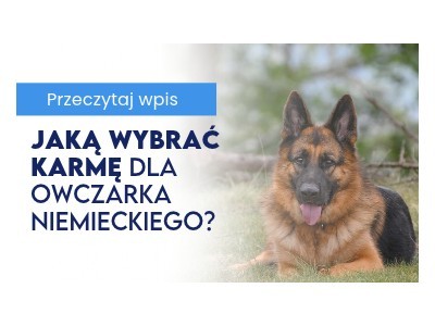 Jaką wybrać karmę dla owczarka niemieckiego?